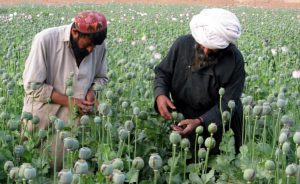 زعيم طالبان يحظر المخدرات في أفغانستان