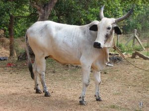 بھارت: مشتعل افراد نے گائے کی اسمگلنگ کے شبہ میں مسلمان کو قتل کردیا